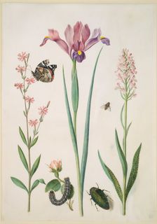 Catchfly with admiral, rose with fox moth, iris, hoverfly, jewel beetle and orchid, (after 1691?). Creator: Maria Sibylla Merian circle