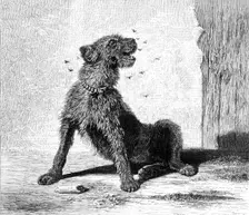 "Catching Flies," by B. Riviere, 1870. Creator: Unknown