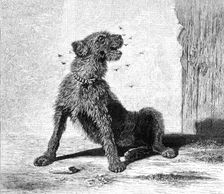 "Catching Flies," by B. Riviere, 1870. Creator: Unknown