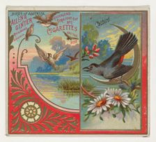 Catbird, from the Birds of America series (N37) for Allen & Ginter Cigarettes, 1888. Creator: Allen & Ginter