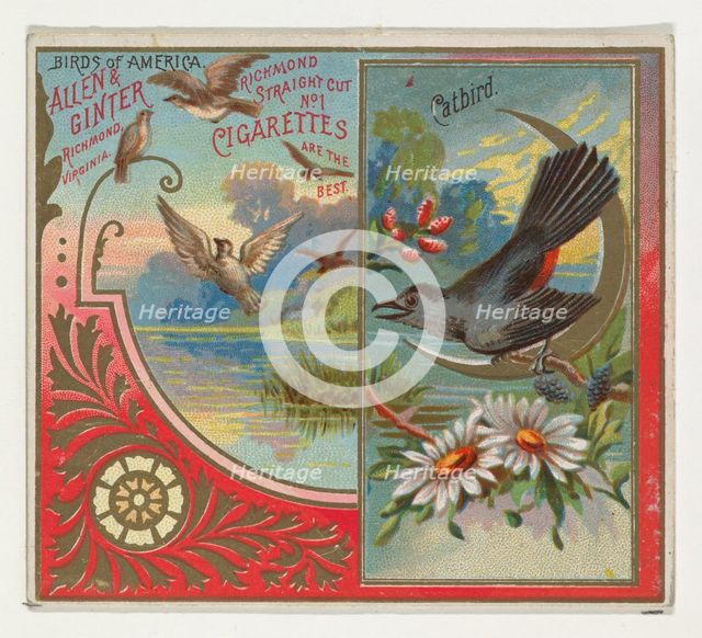 Catbird, from the Birds of America series (N37) for Allen & Ginter Cigarettes, 1888. Creator: Allen & Ginter.