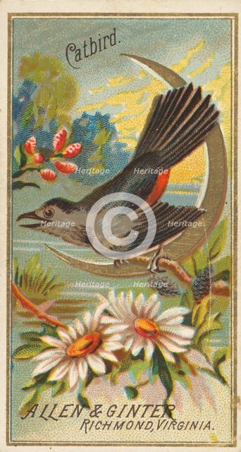 Catbird, from the Birds of America series (N4) for Allen & Ginter Cigarettes Brands, 1888. Creator: Allen & Ginter.