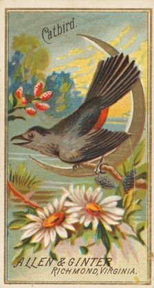 Catbird, from the Birds of America series (N4) for Allen & Ginter Cigarettes Brands, 1888. Creator: Allen & Ginter