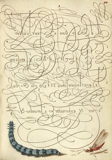 Caterpillar and Insect; Mira calligraphiae monumenta, 1561-1562; illumination added 1591-1596. Creator: Joris Hoefnagel