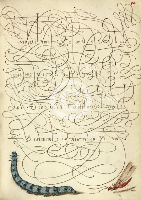 Caterpillar and Insect; Mira calligraphiae monumenta, 1561-1562; illumination added 1591-1596. Creator: Joris Hoefnagel.
