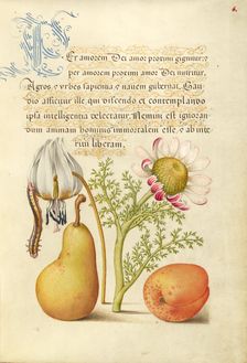 Caterpillar, Dog-Tooth Violet, Pear, and Apricot, 1561-1562; illumination added 1591-1596. Creator: Joris Hoefnagel
