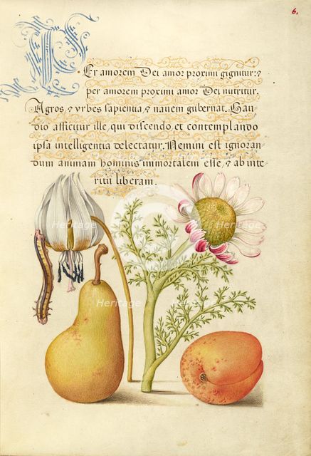 Caterpillar, Dog-Tooth Violet, Pear, and Apricot, 1561-1562; illumination added 1591-1596. Creator: Joris Hoefnagel.