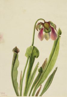 Catesby Pitcherplant (Sarracenia catesaei), 1929. Creator: Mary Vaux Walcott