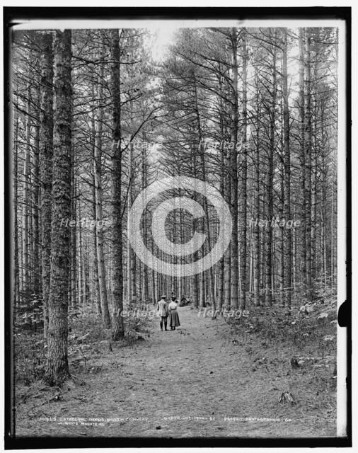 Cathedral Woods, North Conway, White Mountains, c1900. Creator: Unknown.