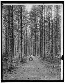 Cathedral Woods, North Conway, White Mountains, c1900. Creator: Unknown