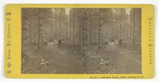 Cathedral Woods, North Conway, N.H., Mid 19th century. Creator: N.W. Pease