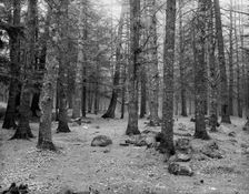 Cathedral Woods, Intervale, N.H., between 1910 and 1920. Creator: Unknown
