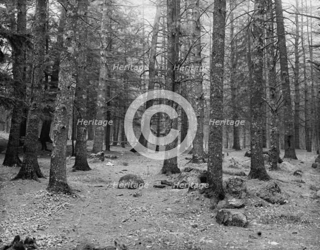 Cathedral Woods, Intervale, N.H., between 1910 and 1920. Creator: Unknown.