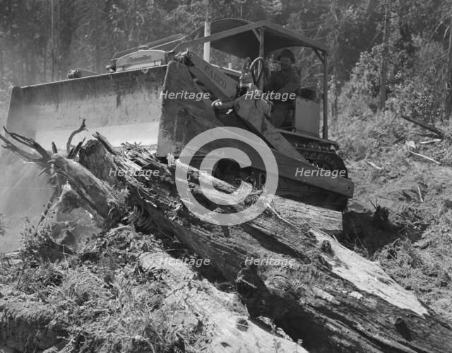 Catskinner and bulldozer,  near Vader, Lewis County, Western Washington, 1939. Creator: Dorothea Lange.