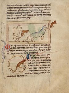 Cats; A Mouse; Northumberland Bestiary, about 1250-1260. Creator: Unknown