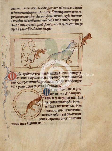 Cats; A Mouse; Northumberland Bestiary, about 1250-1260. Creator: Unknown.