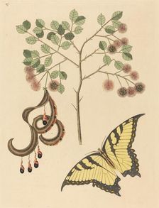 Cat's Claw (Mimosa circinalis), published 1731-1743. Creator: Mark Catesby