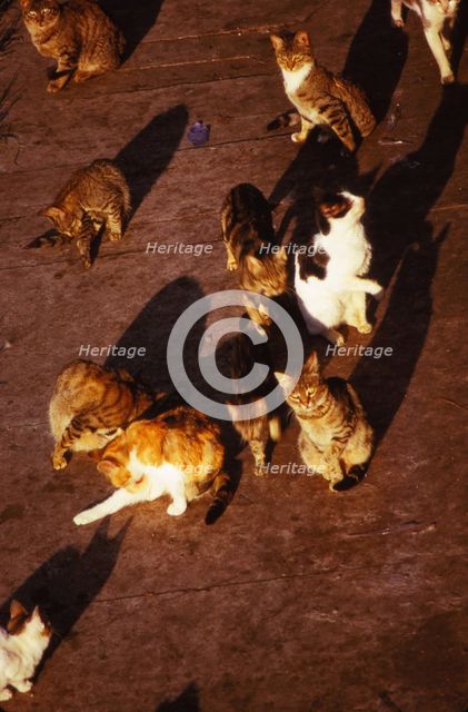 Cats in Rome at Pyramid of Celsius, 20th century. Artist: CM Dixon.