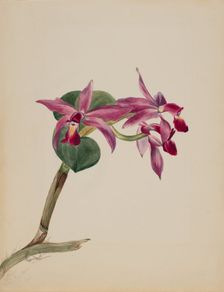 Cattlaya superbus, 1881. Creator: Mary Vaux Walcott