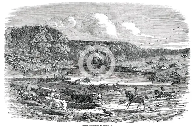 Cattle Mustering in Australia, 1850. Creator: Smyth.