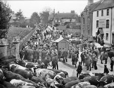 Cattle market, Faringdon, Oxfordshire, 1904. Artist: Henry Taunt