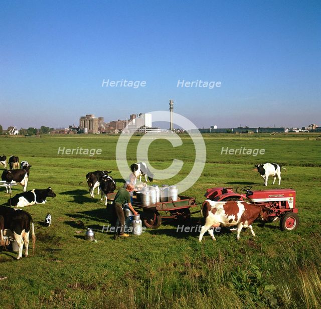 Cattle-milking in fields north-west of Amsterdam. Artist: Unknown