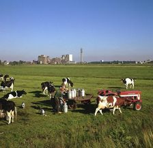 Cattle-milking in fields north-west of Amsterdam