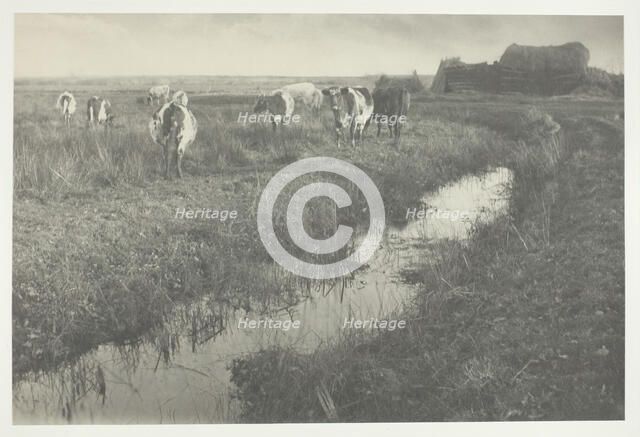 Cattle on the Marshes, 1886. Creator: Peter Henry Emerson.