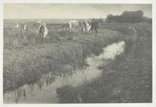 Cattle on the Marshes, 1886. Creator: Peter Henry Emerson