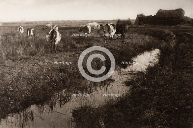 Cattle on the Marshes, 1886. Creator: Peter Henry Emerson.