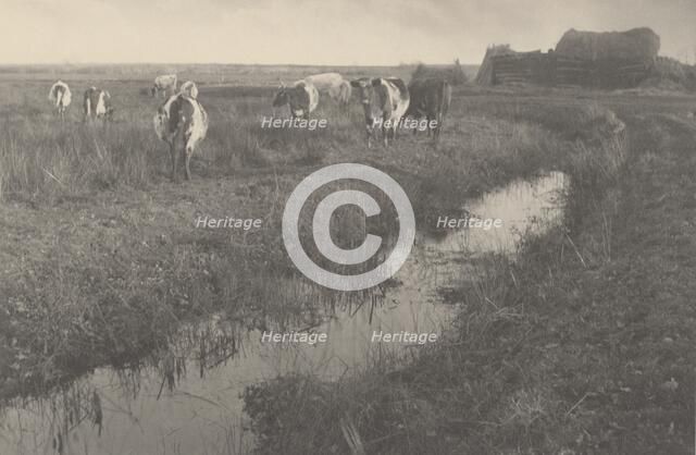 Cattle on the Marshes, 1886. Creators: Dr Peter Henry Emerson, Thomas Frederick Goodall.