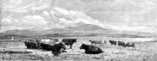 "Cattle on the Sands, near Port Madoc, North Wales", by H. B. Willis, in Mr. Flatou's..., 1861. Creator: Unknown