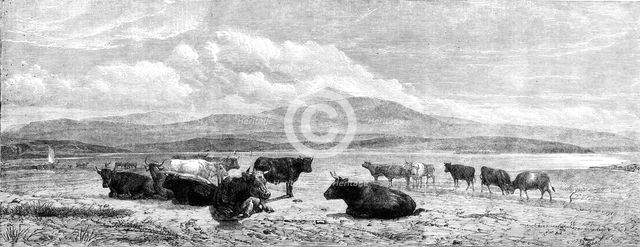 "Cattle on the Sands, near Port Madoc, North Wales", by H. B. Willis, in Mr. Flatou's..., 1861. Creator: Unknown.