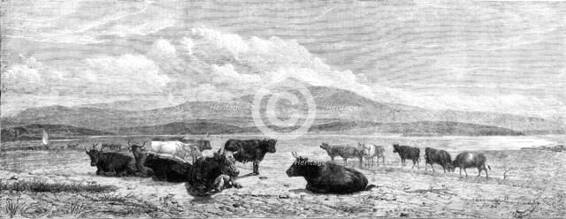 "Cattle on the Sands, near Port Madoc, North Wales", by H. B. Willis, in Mr. Flatou's..., 1861. Creator: Unknown.