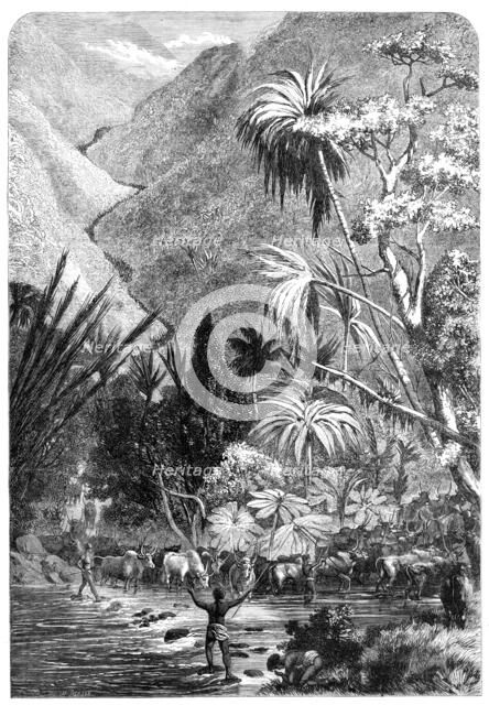 Cattle on their way to Tamatave, Madagascar, 1864. Creator: Mason Jackson.