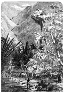 Cattle on their way to Tamatave, Madagascar, 1864. Creator: Mason Jackson