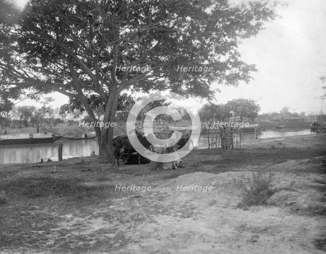 Cattle, Alipore, India, 1905-1906. Artist: FL Peters