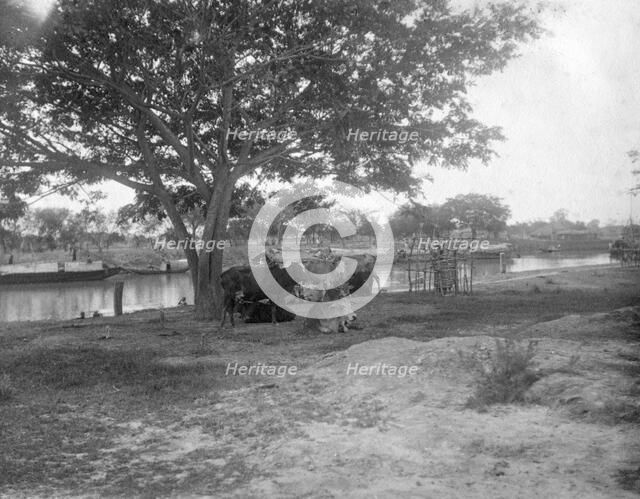 Cattle, Alipore, India, 1905-1906. Artist: FL Peters