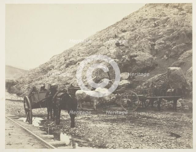 Cattle and Carts, leaving Balaklava, 1855. Creator: Roger Fenton.