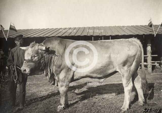 Cattle breeding Podkovyrov, 1911. Creator: A. A. Antonov.