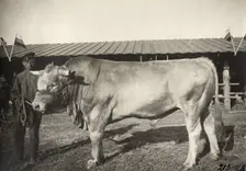 Cattle breeding Podkovyrov, 1911. Creator: A. A. Antonov