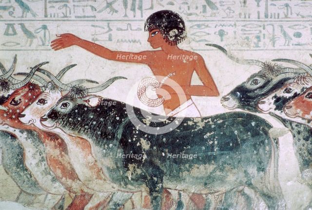 Cattle brought for inspection: wall painting from the tomb of Nebamun (no 5), Egypt, c1350 BC. Artist: Unknown