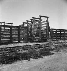 Cattle chute and part of corral, Fresno County on U.S. 99, 1939. Creator: Dorothea Lange