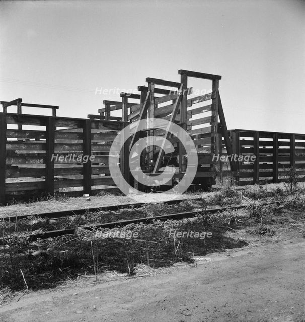 Cattle chute and part of corral, Fresno County on U.S. 99, 1939. Creator: Dorothea Lange.
