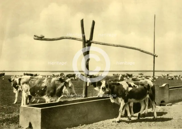 Cattle drinking at a trough, Burgenland, Austria, c1935. Creator: Unknown.