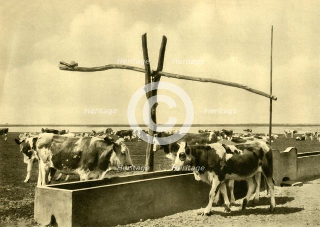 Cattle drinking at a trough, Burgenland, Austria, c1935. Creator: Unknown.