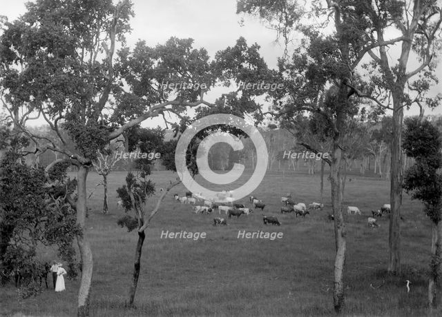 Cattle grazing, possibly Coomera region, c1880s. Creator: Robert Augustus Henry L'Estrange.