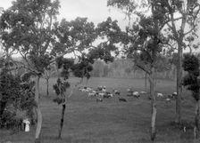 Cattle grazing, possibly Coomera region, c1880s. Creator: Robert Augustus Henry L'Estrange