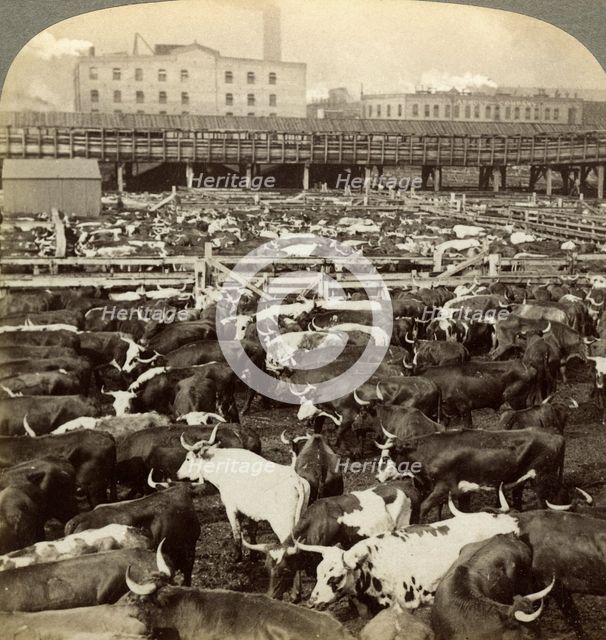Cattle, Great Union Stock Yards, Chicago, Illinois, USA.Artist: Underwood & Underwood