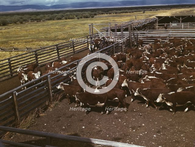Cattle in corral waiting to be weighed before being trailed..., Beaverhead County, Montana, 1942. Creator: Russell Lee.